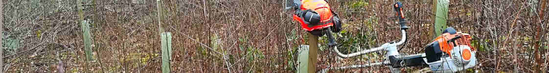 Woodland Clearance