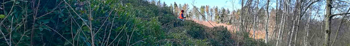 Woodland Clearing