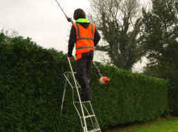 Hedge Trimming Service
