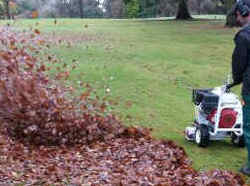 Leaf Clearing Service