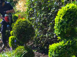 Shrub Trimming Service
