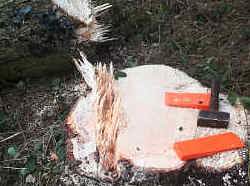 Tree Stump Removal