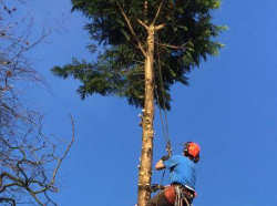 Tree Felling
