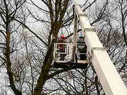 Commercial Tree Work
